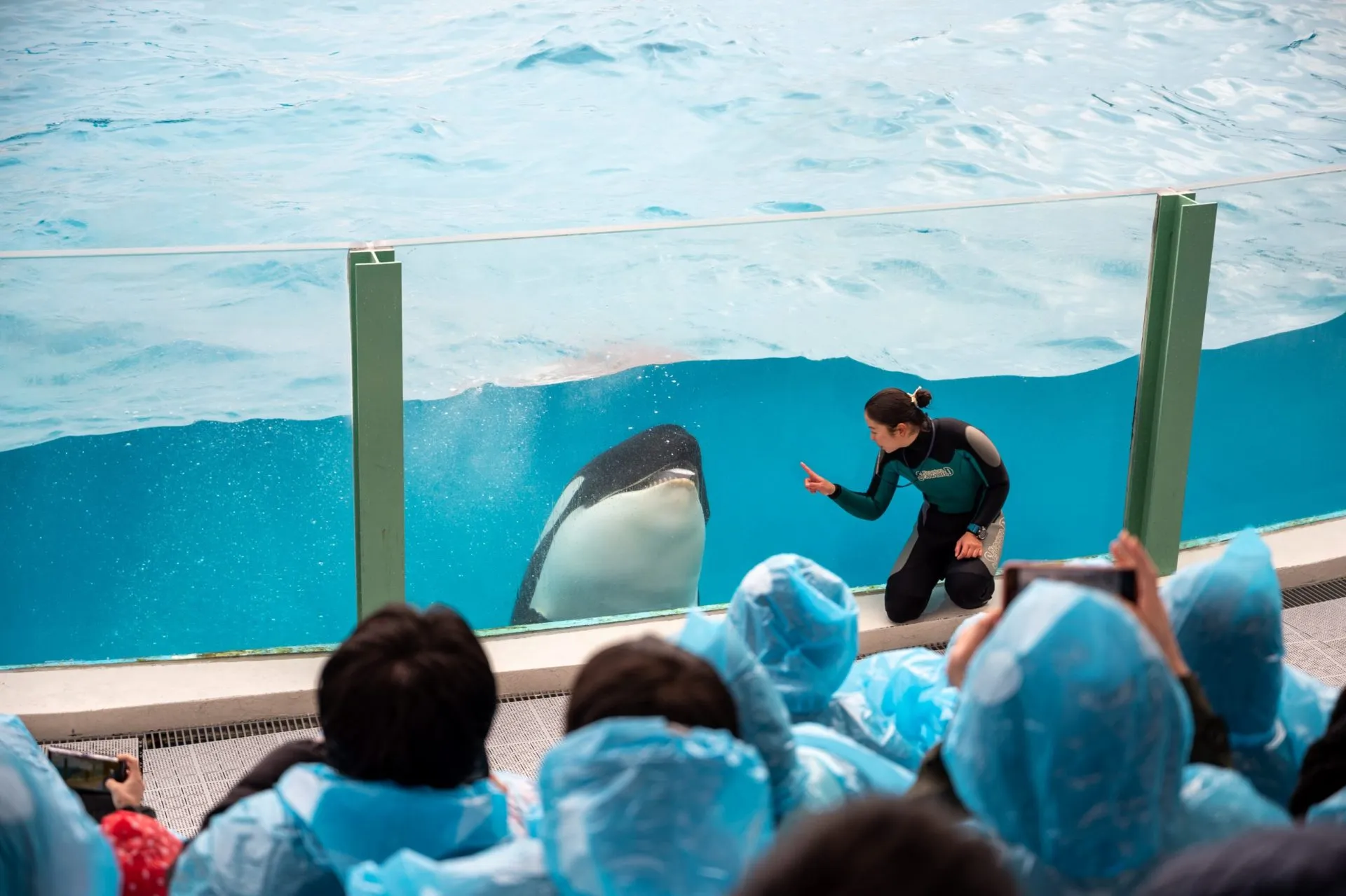 鴨川シーワールドの展示