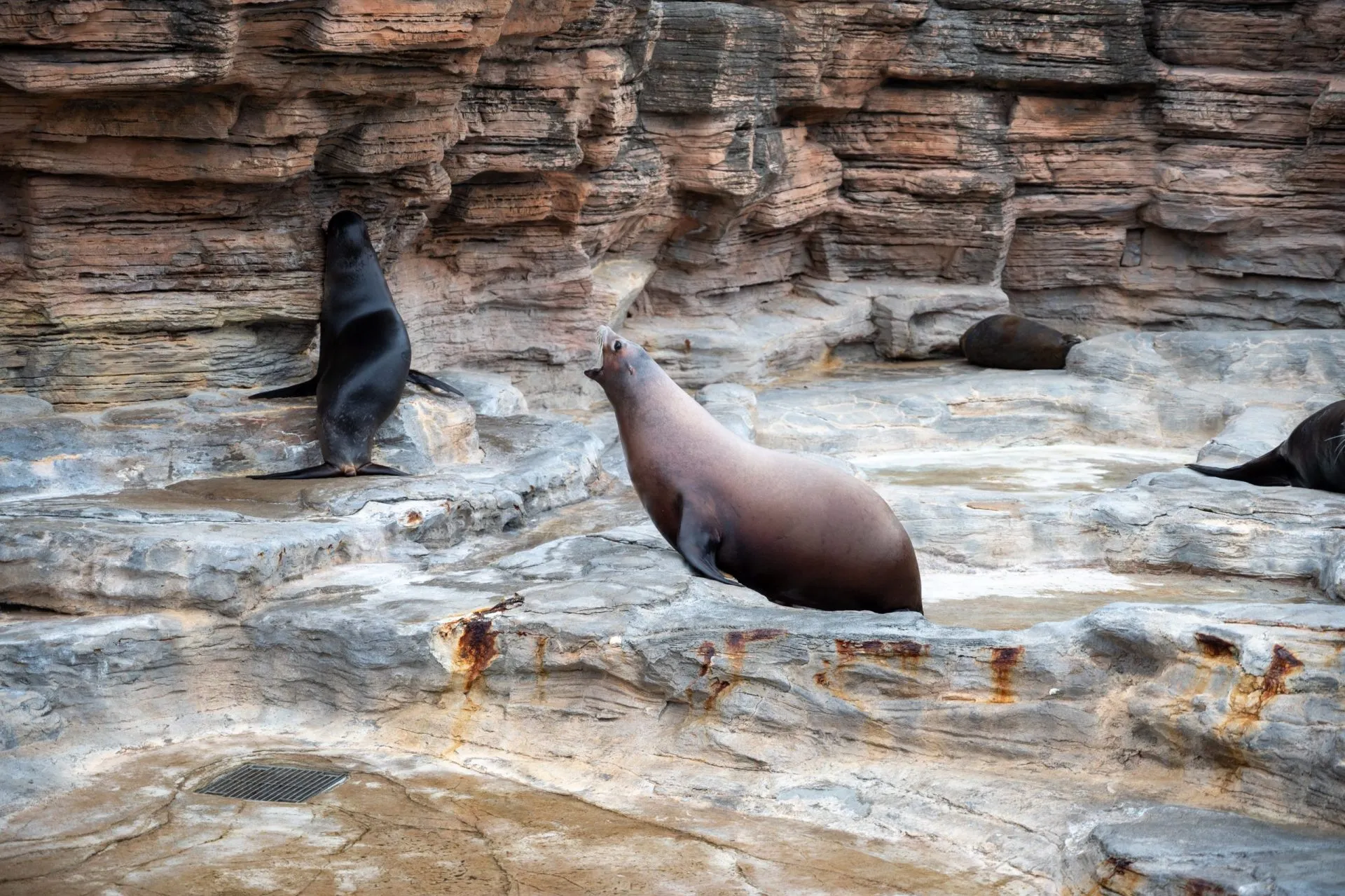鴨川シーワールドの展示
