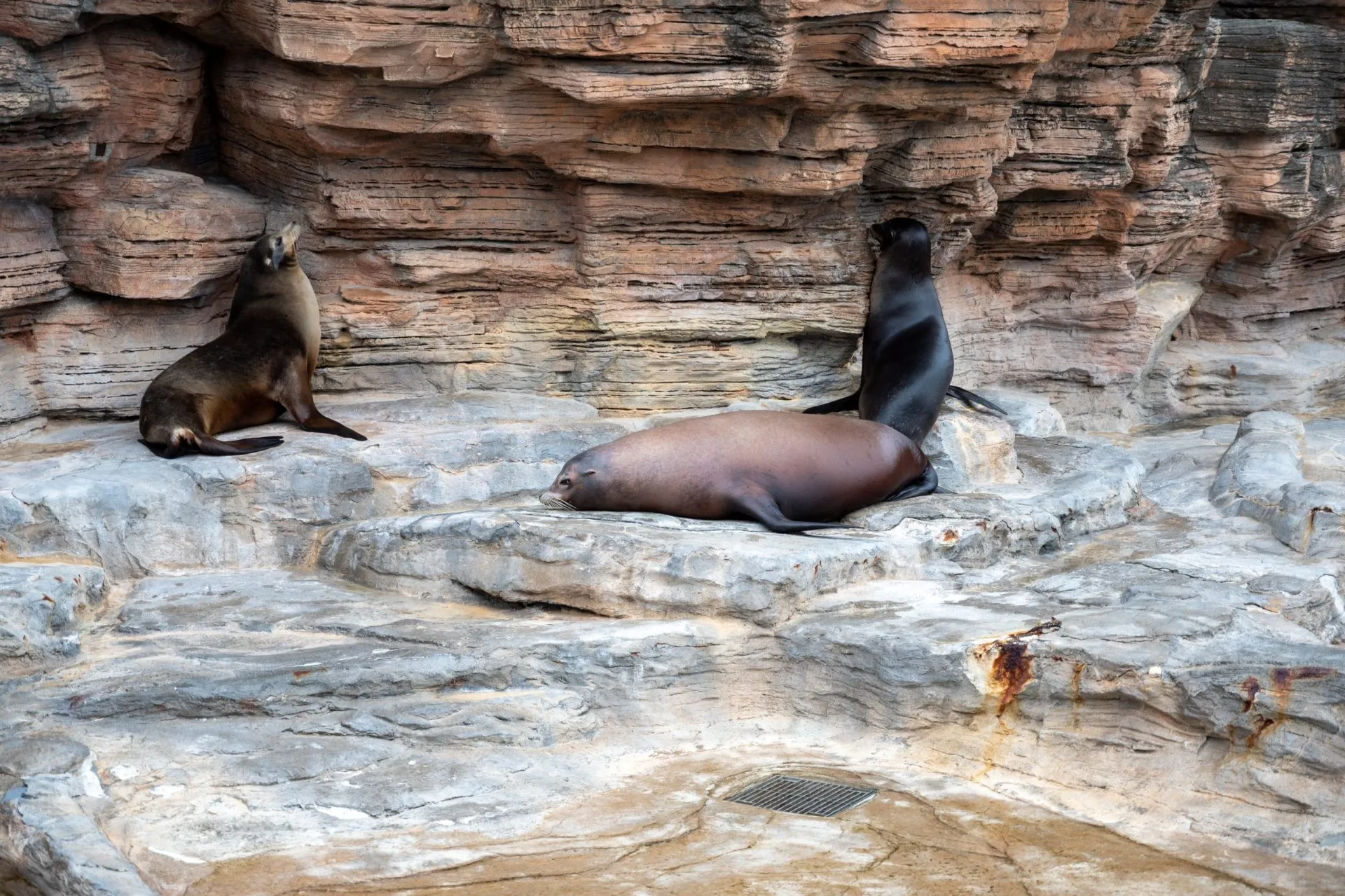 鴨川シーワールドの展示
