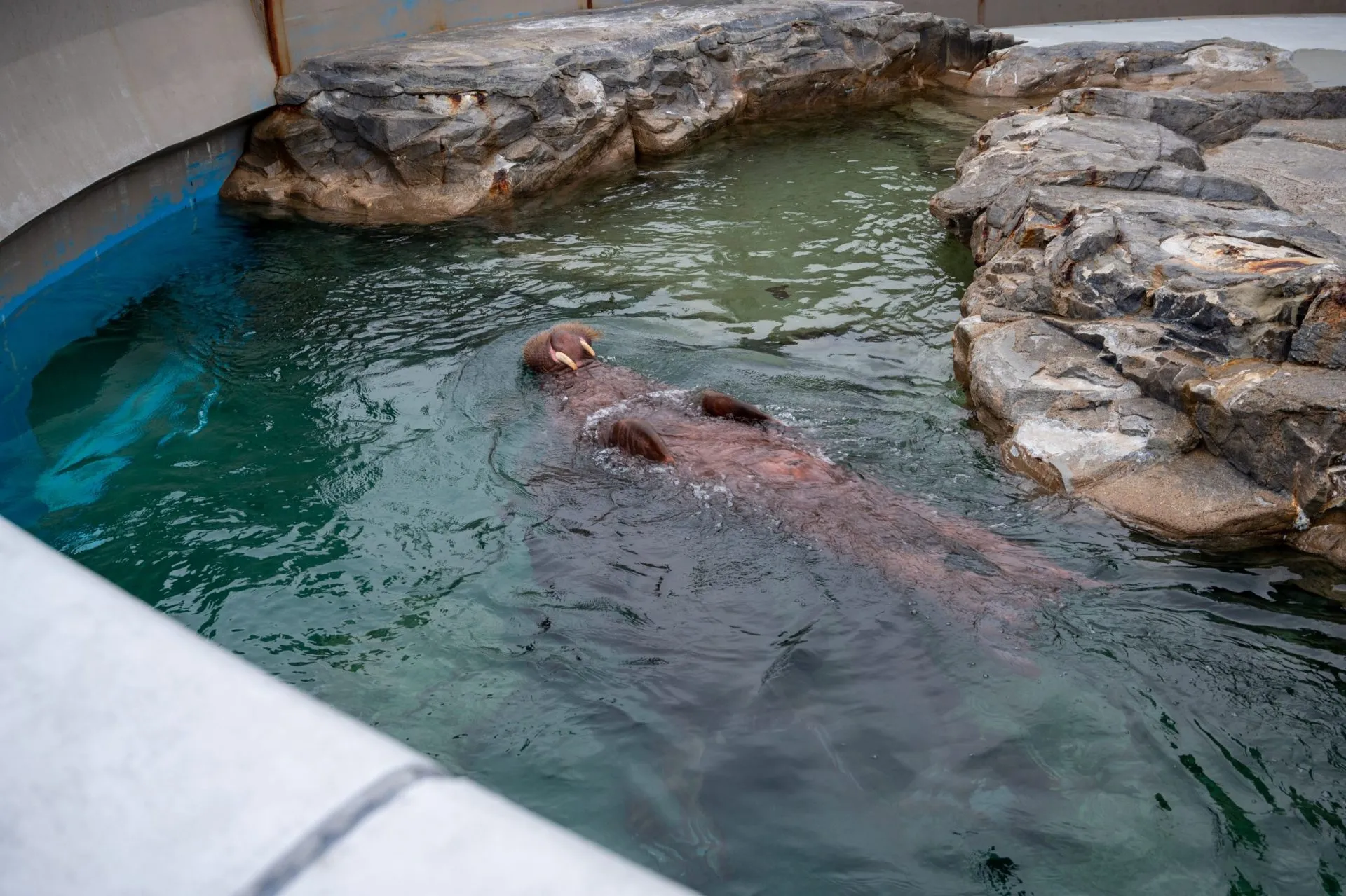 鴨川シーワールドの展示