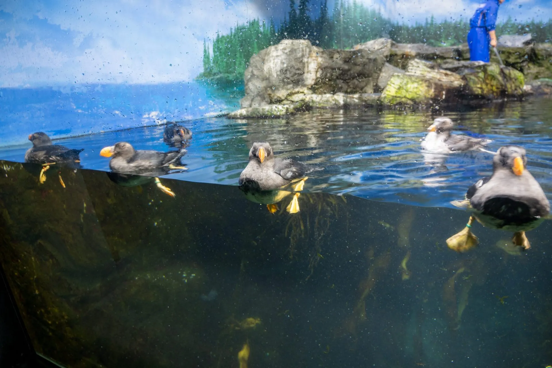 鴨川シーワールドの展示
