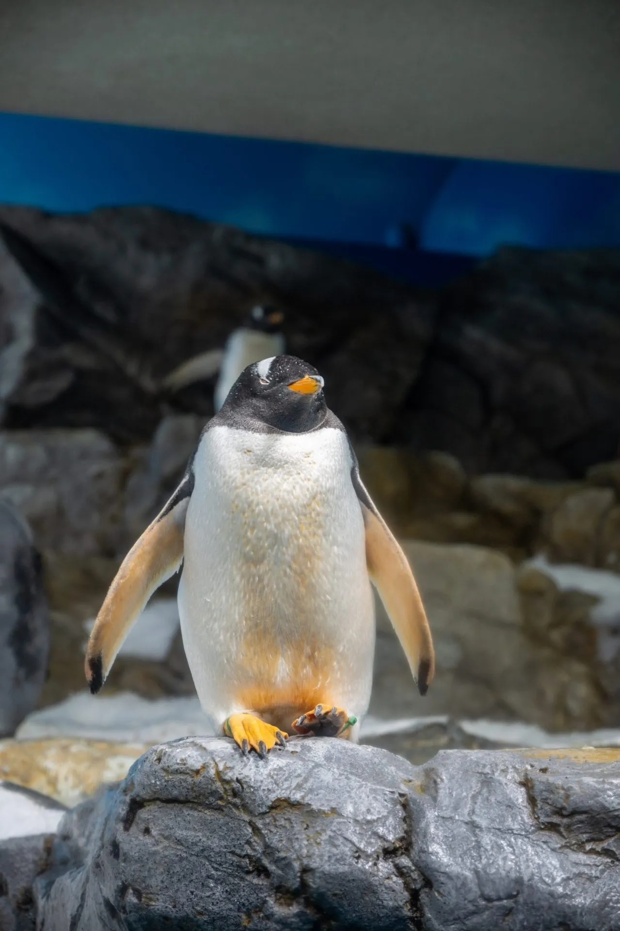 鴨川シーワールドの展示