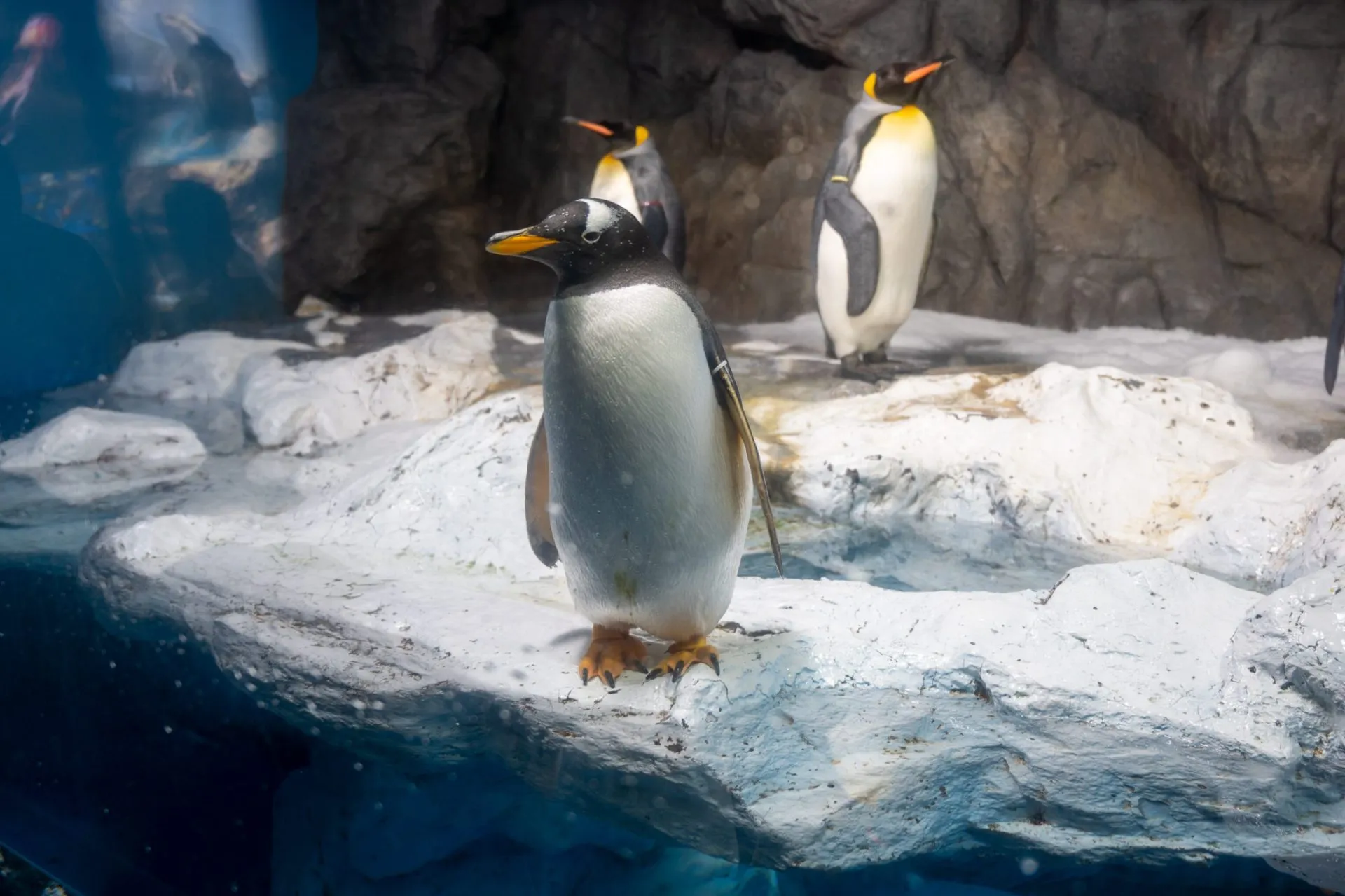 鴨川シーワールドの展示