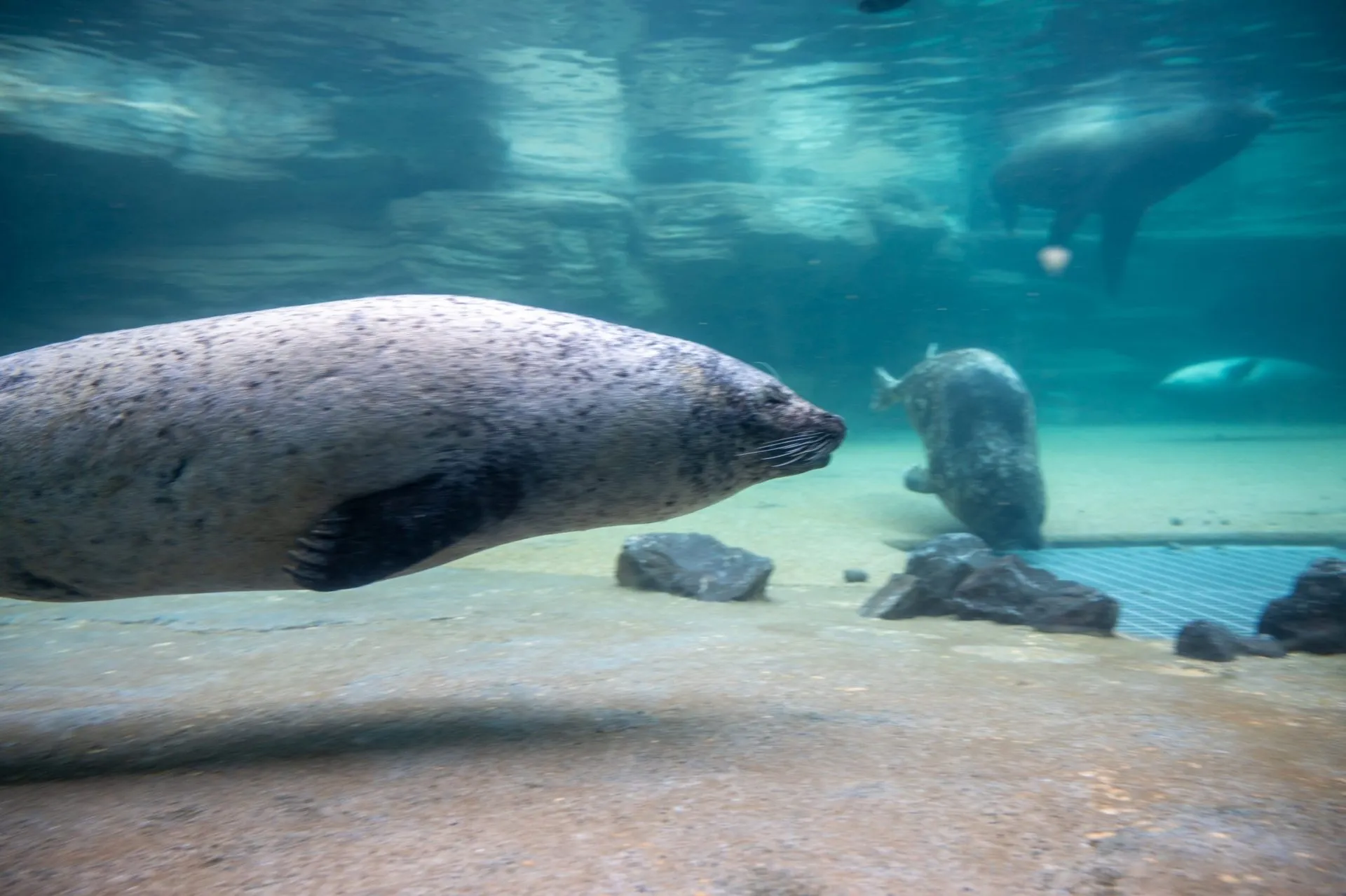 鴨川シーワールドの展示