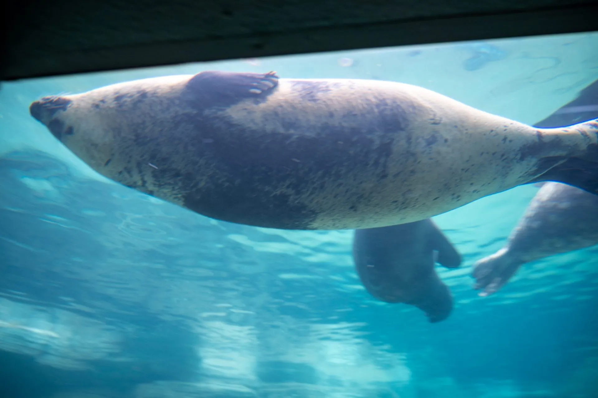 鴨川シーワールドの展示