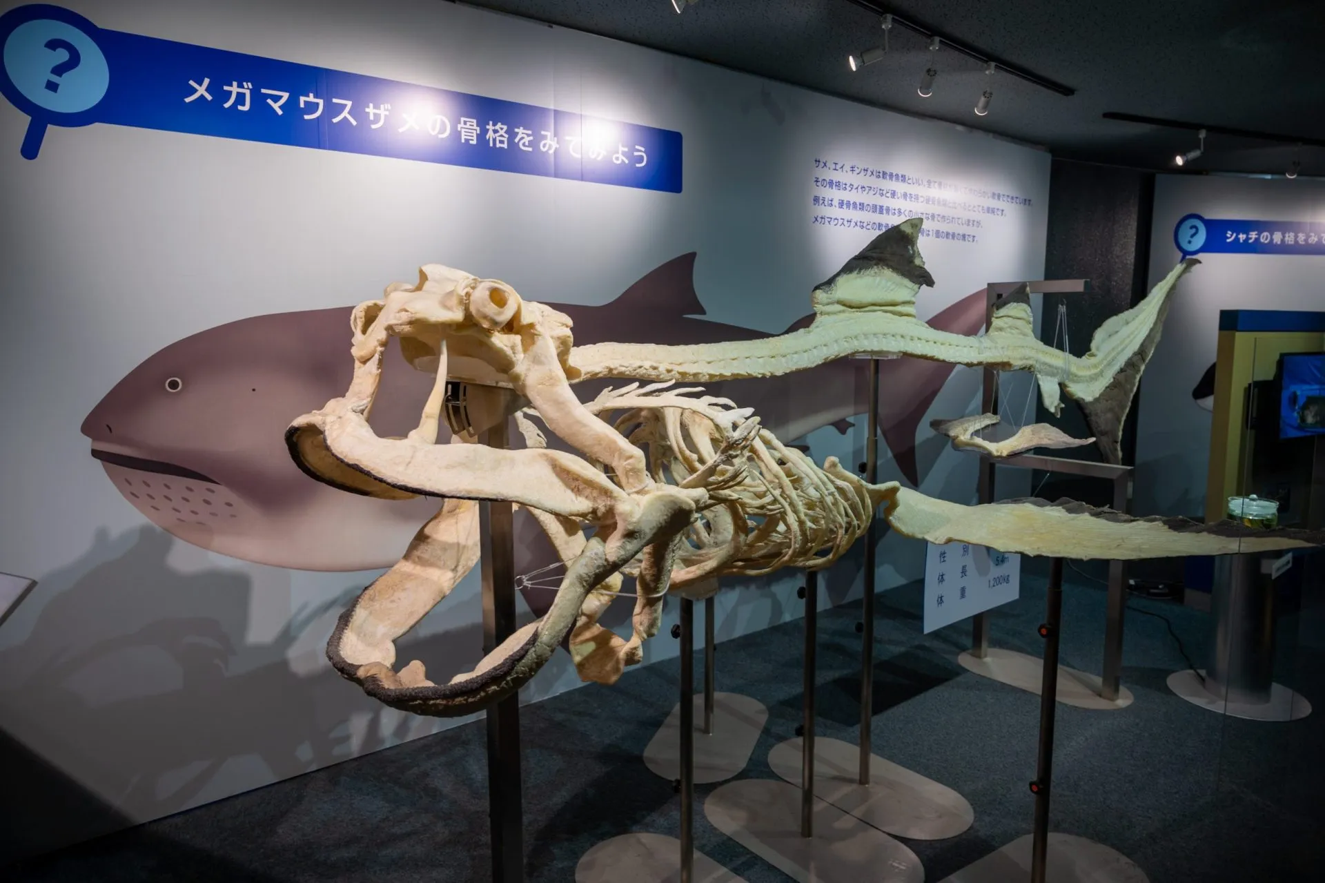 鴨川シーワールドの展示