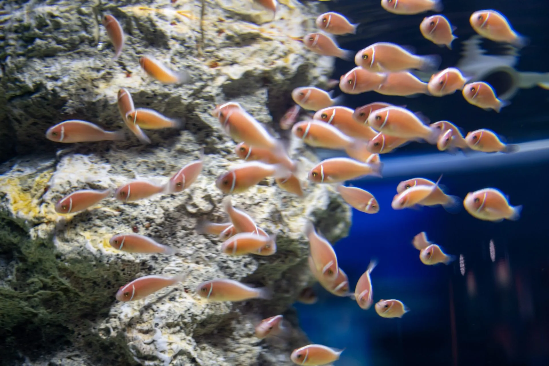 鴨川シーワールドの展示