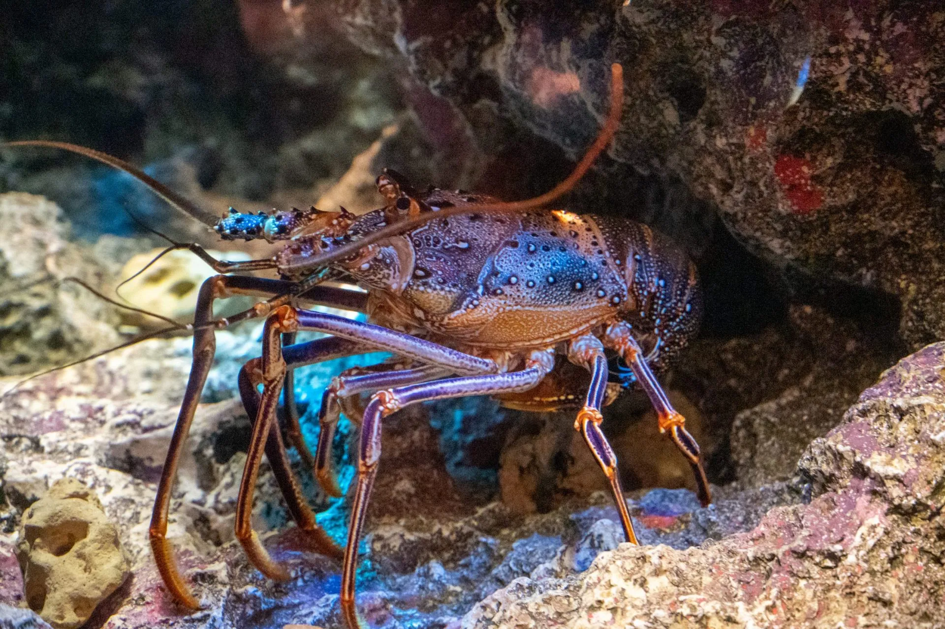 鴨川シーワールドの展示