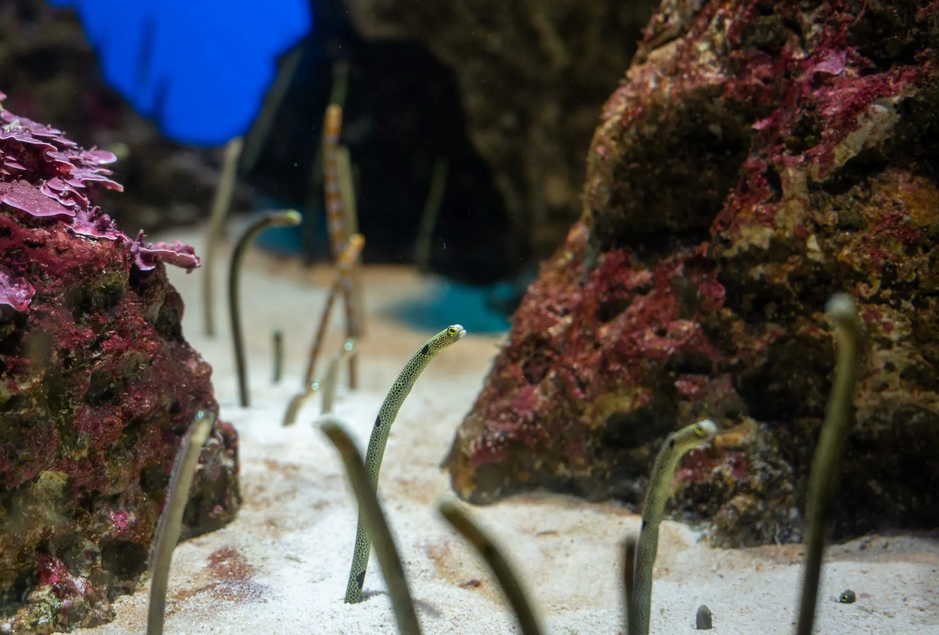 鴨川シーワールドの展示