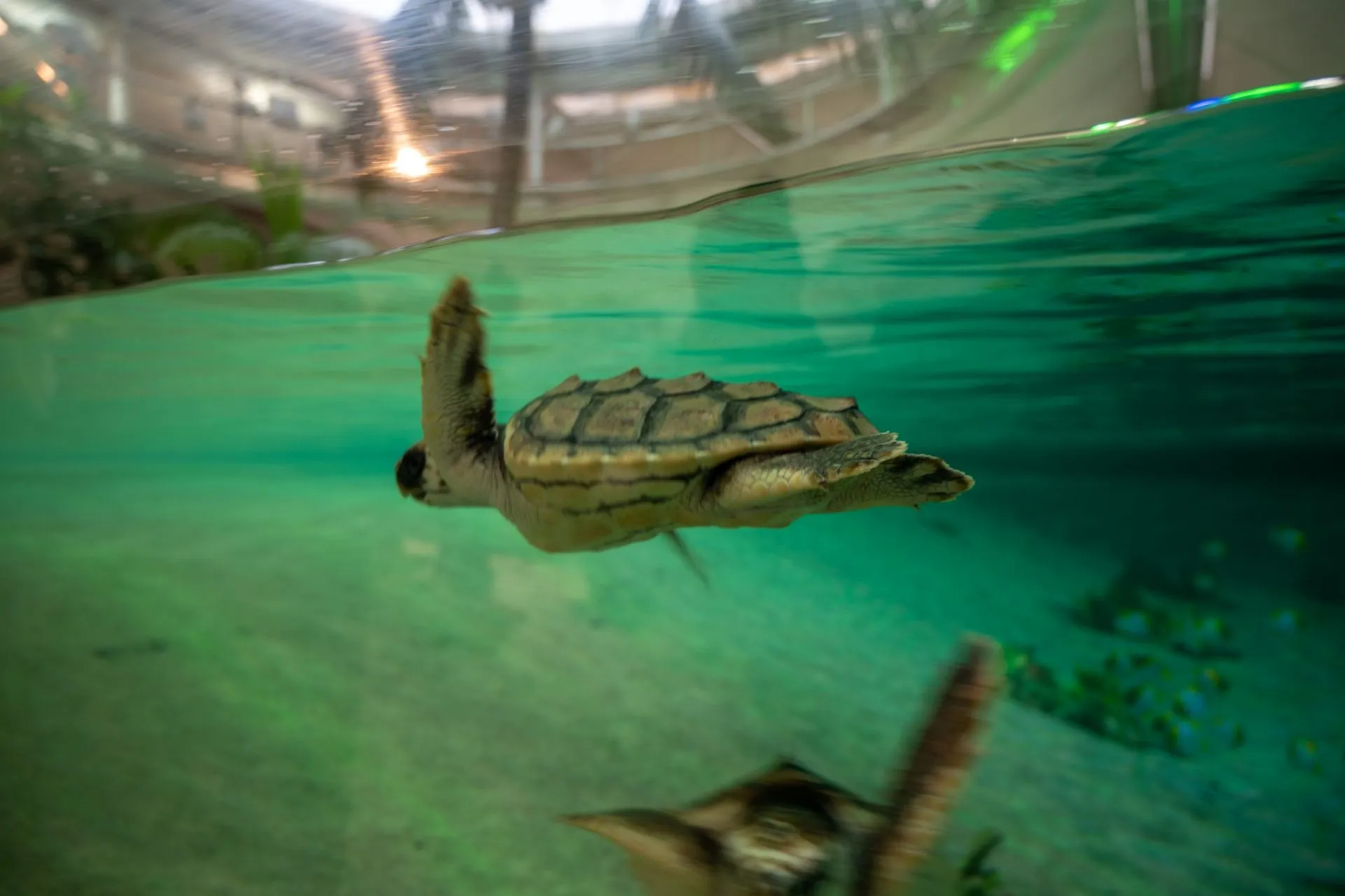 鴨川シーワールドの展示