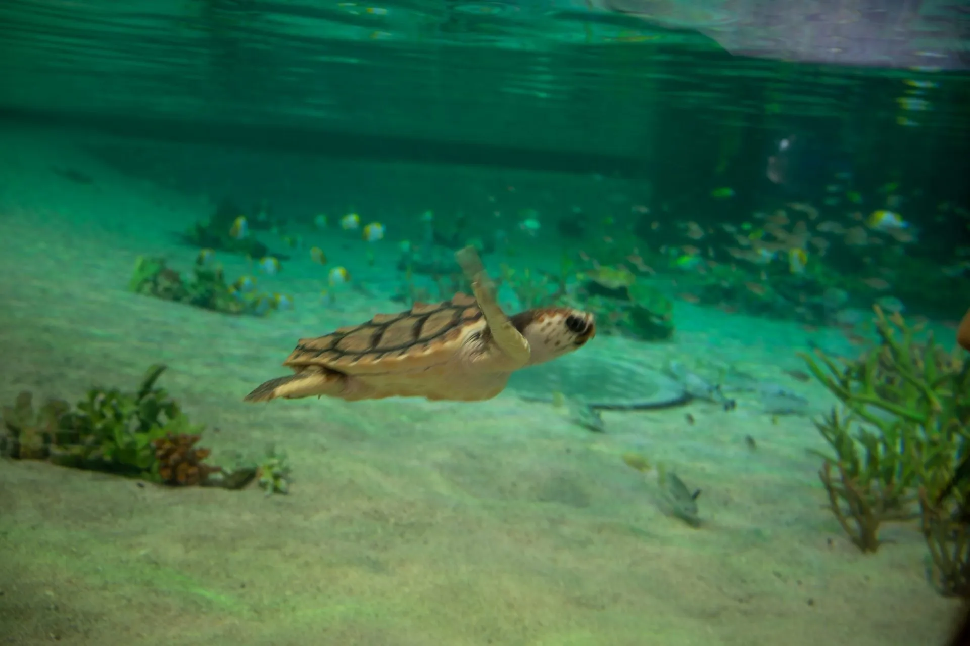 鴨川シーワールドの展示