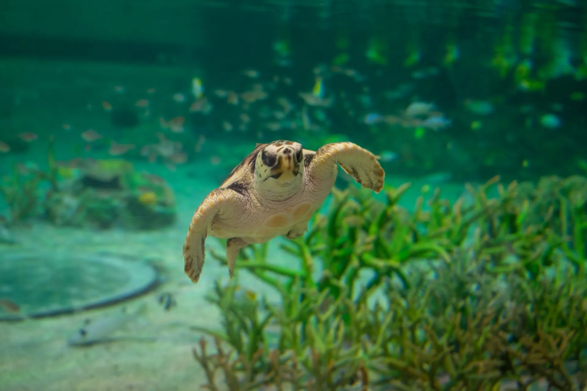 鴨川シーワールドの展示