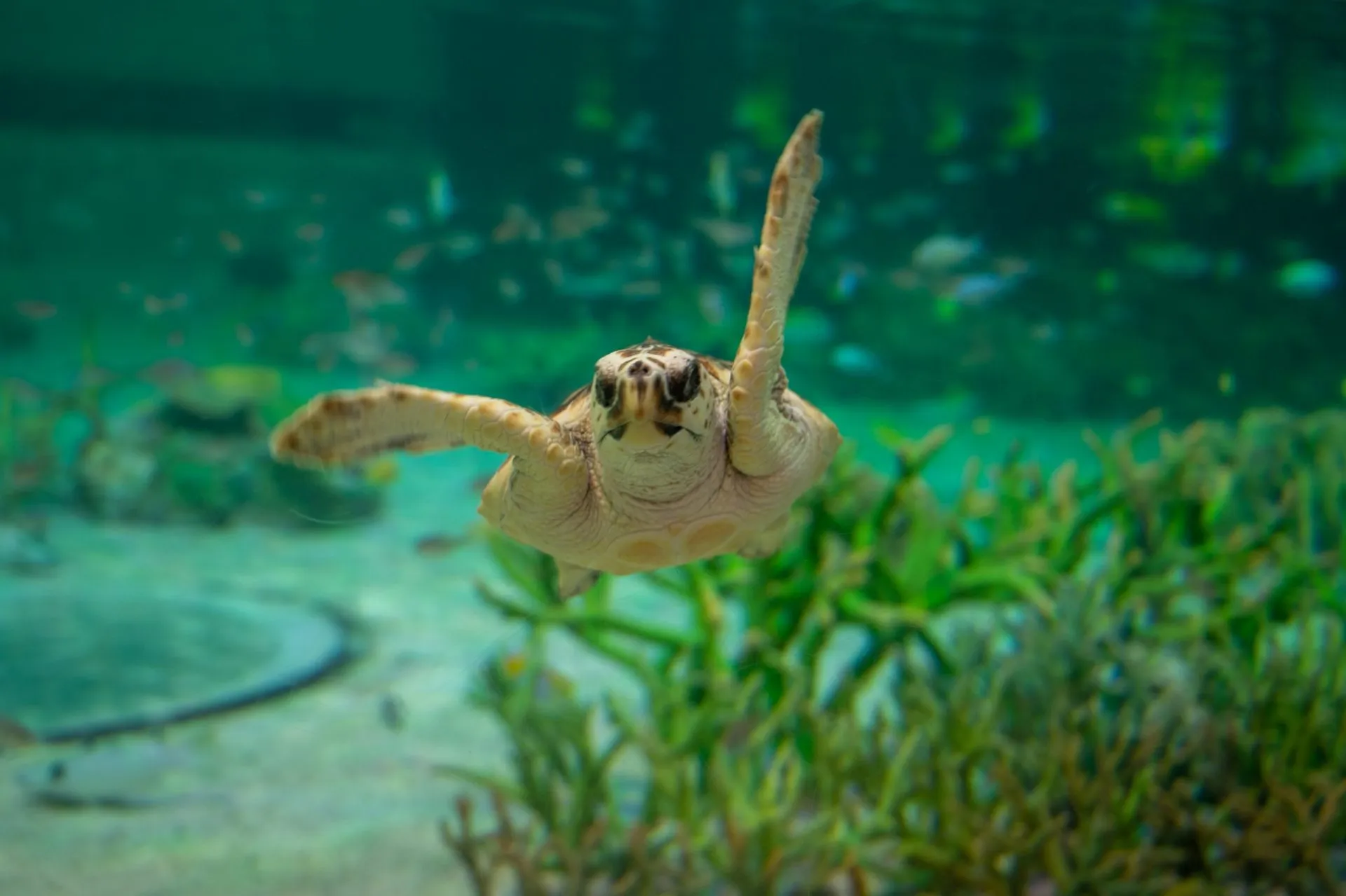 鴨川シーワールドの展示