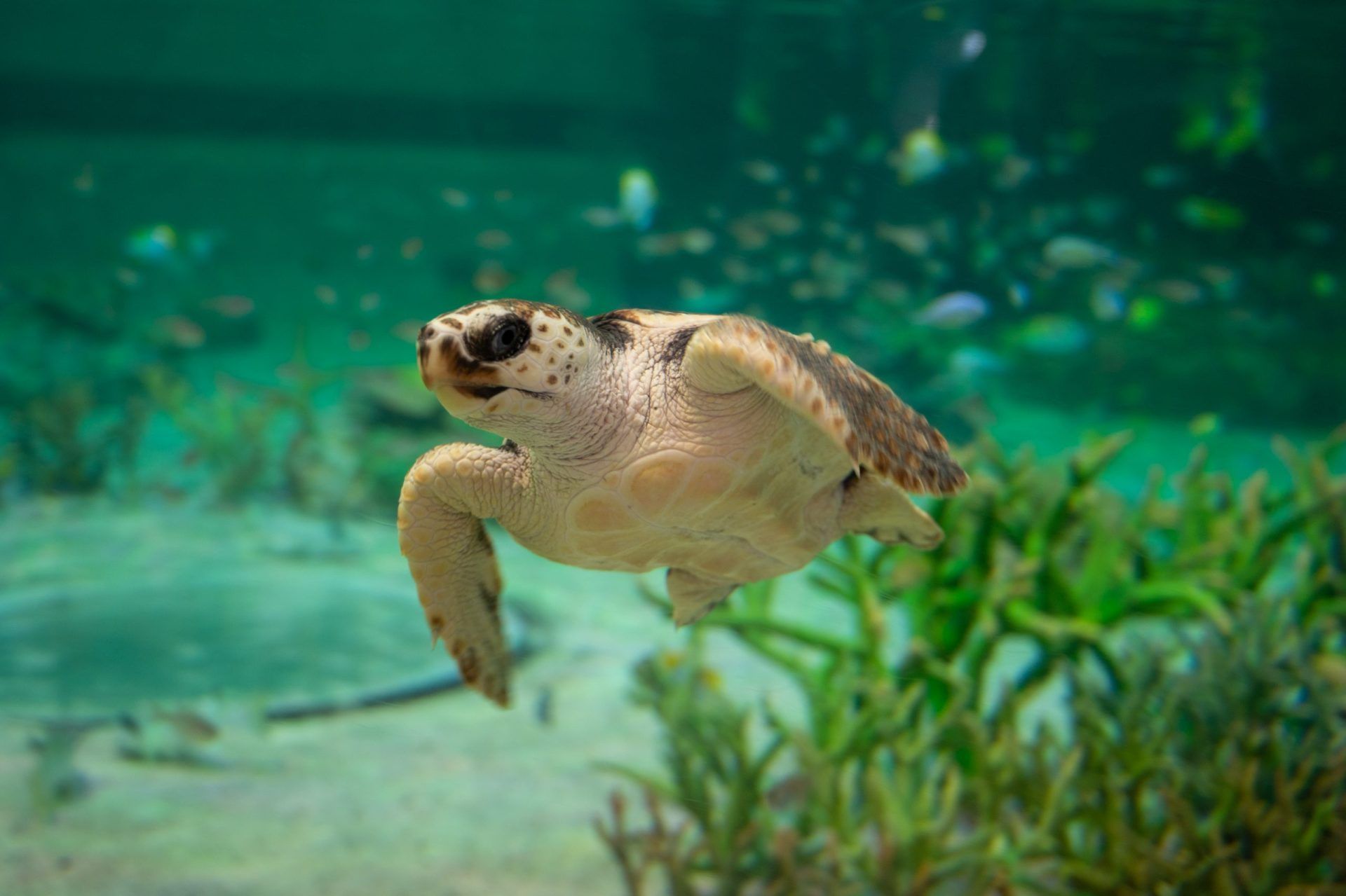 鴨川シーワールド