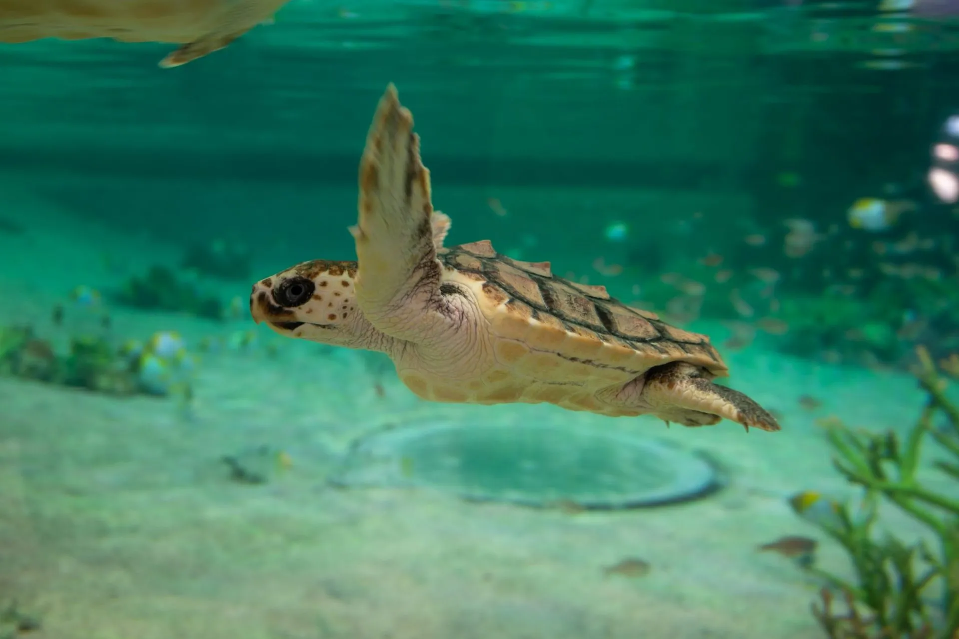 鴨川シーワールドの展示