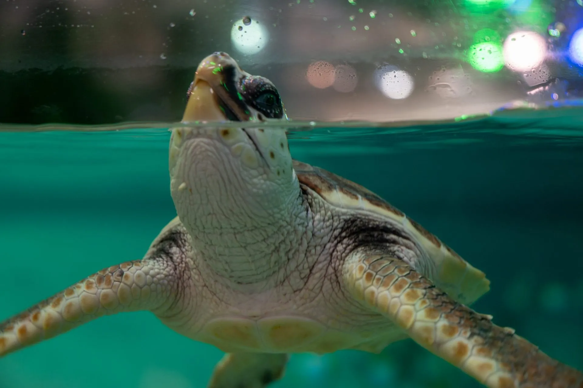 鴨川シーワールドの展示