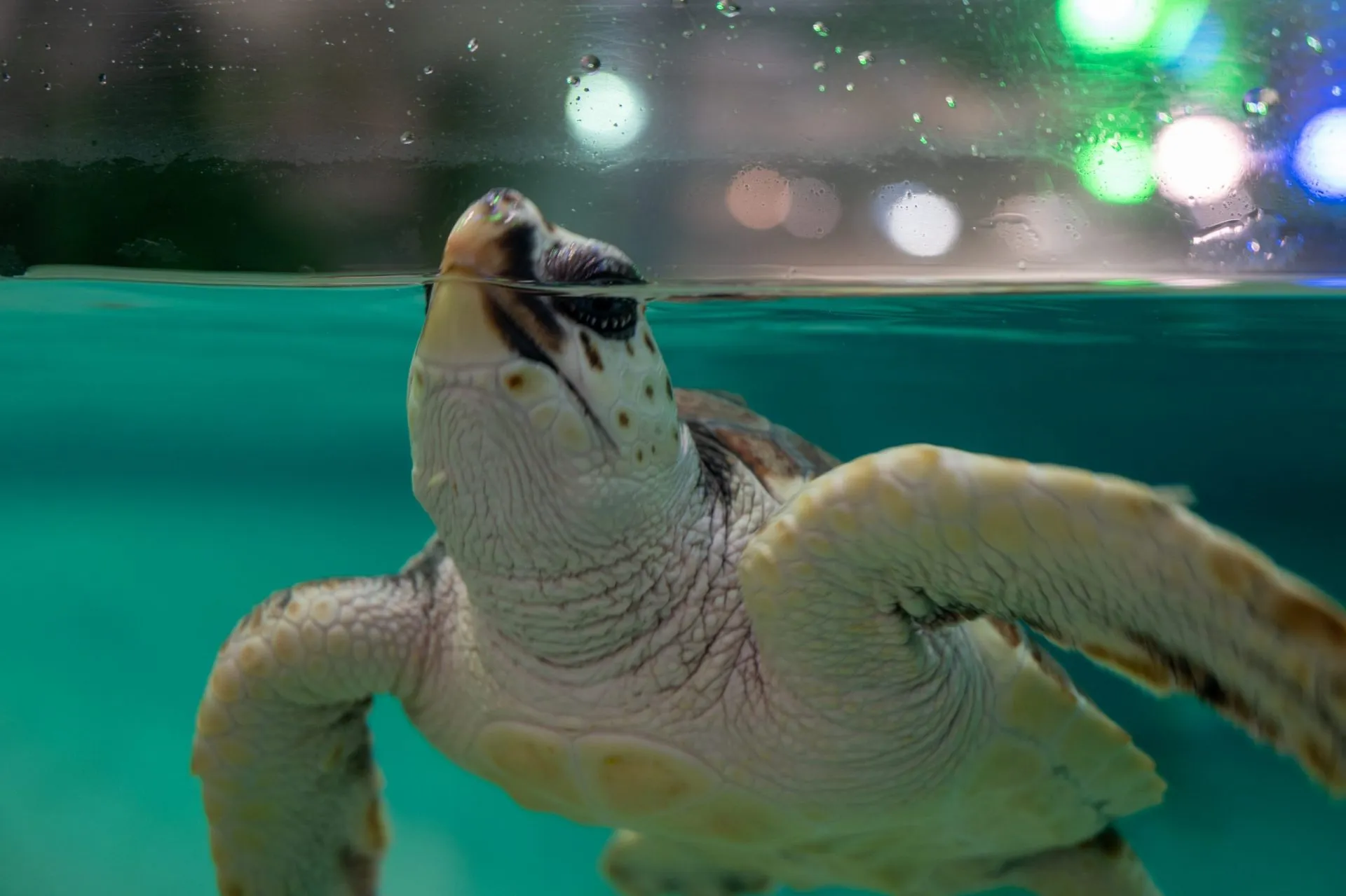 鴨川シーワールドの展示