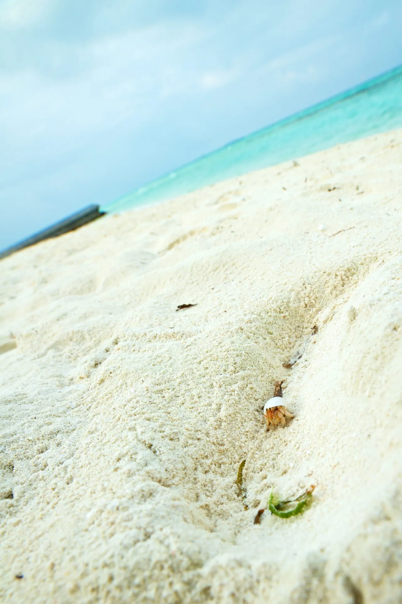 南国のヤドカリ