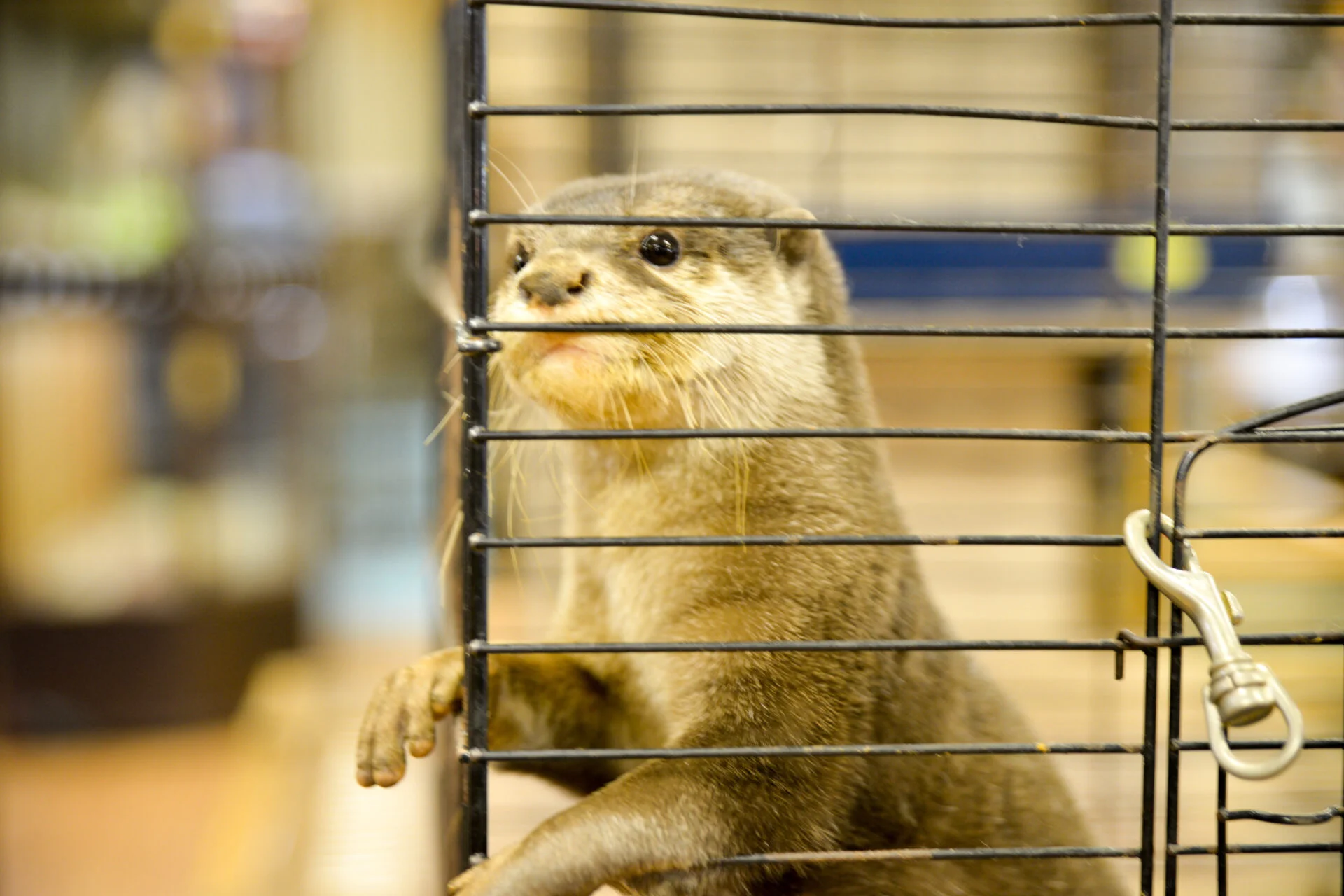 カワウソの「みたらしだんご」に会いに行ってきました！