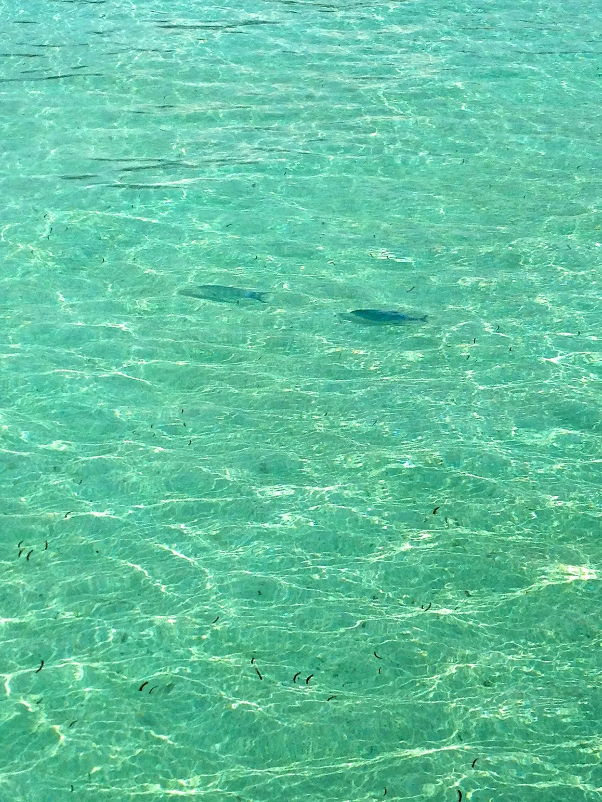 トロピカルな魚