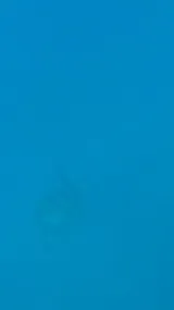 遠くに泳ぐウミガメ