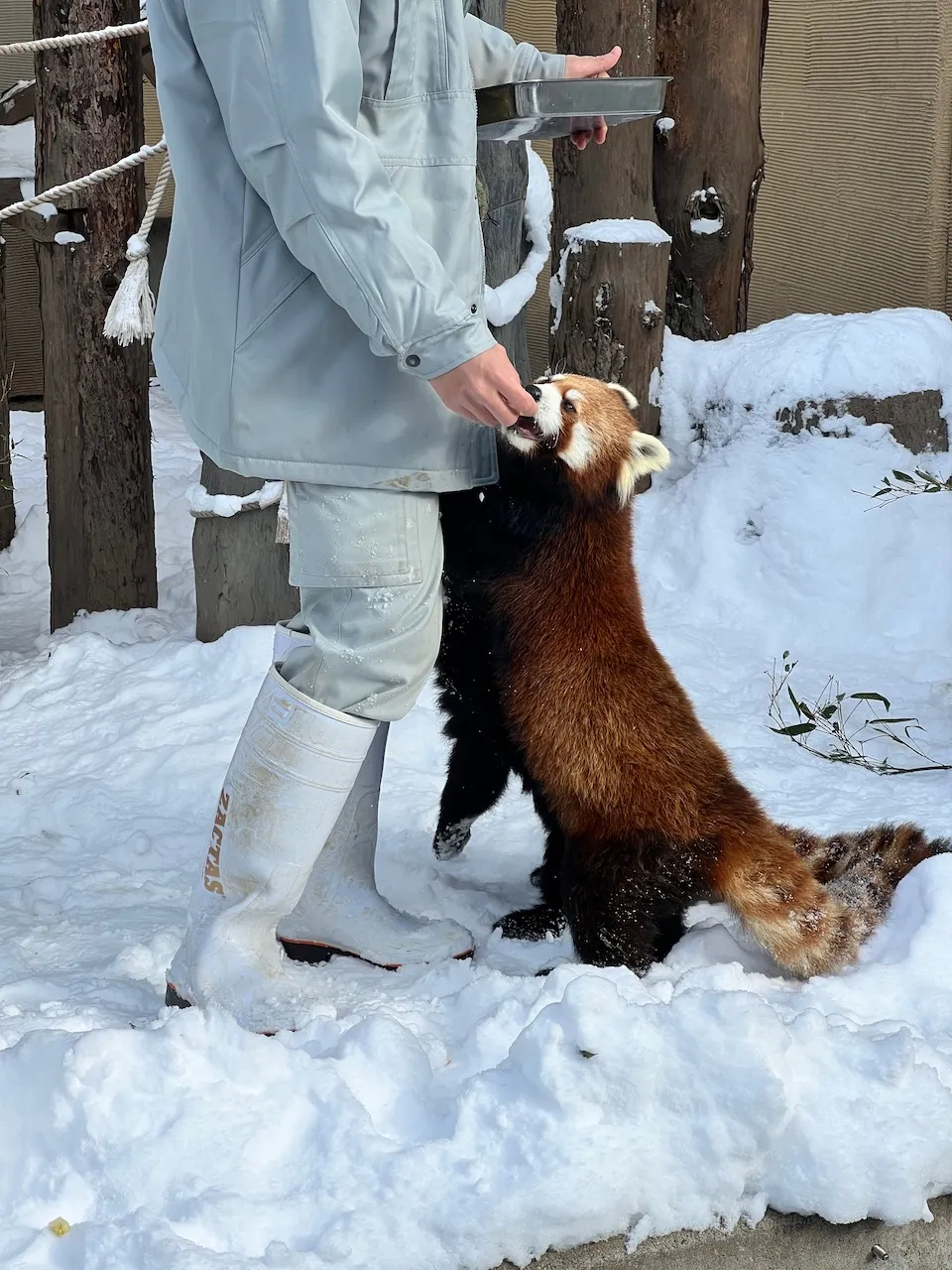 旭山動物園のレッサーパンダ
