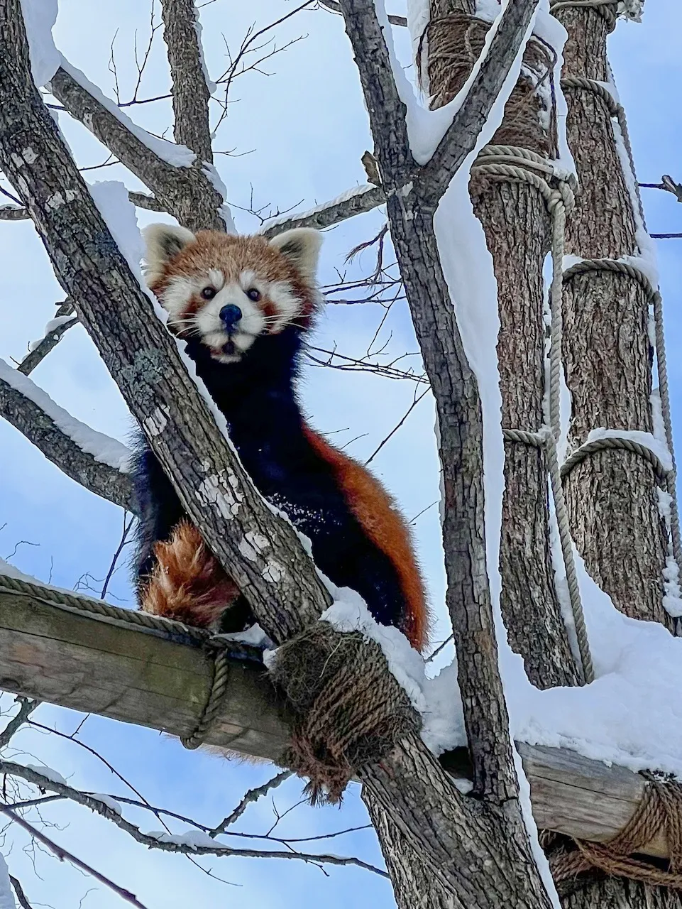 もう一匹のレッサーパンダ