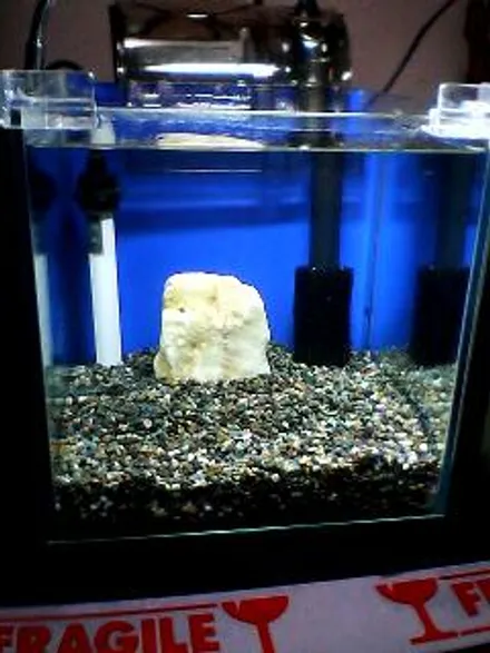 Cover Image of the Post