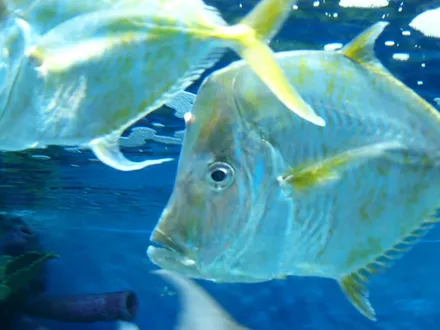 Cover Image of the Post