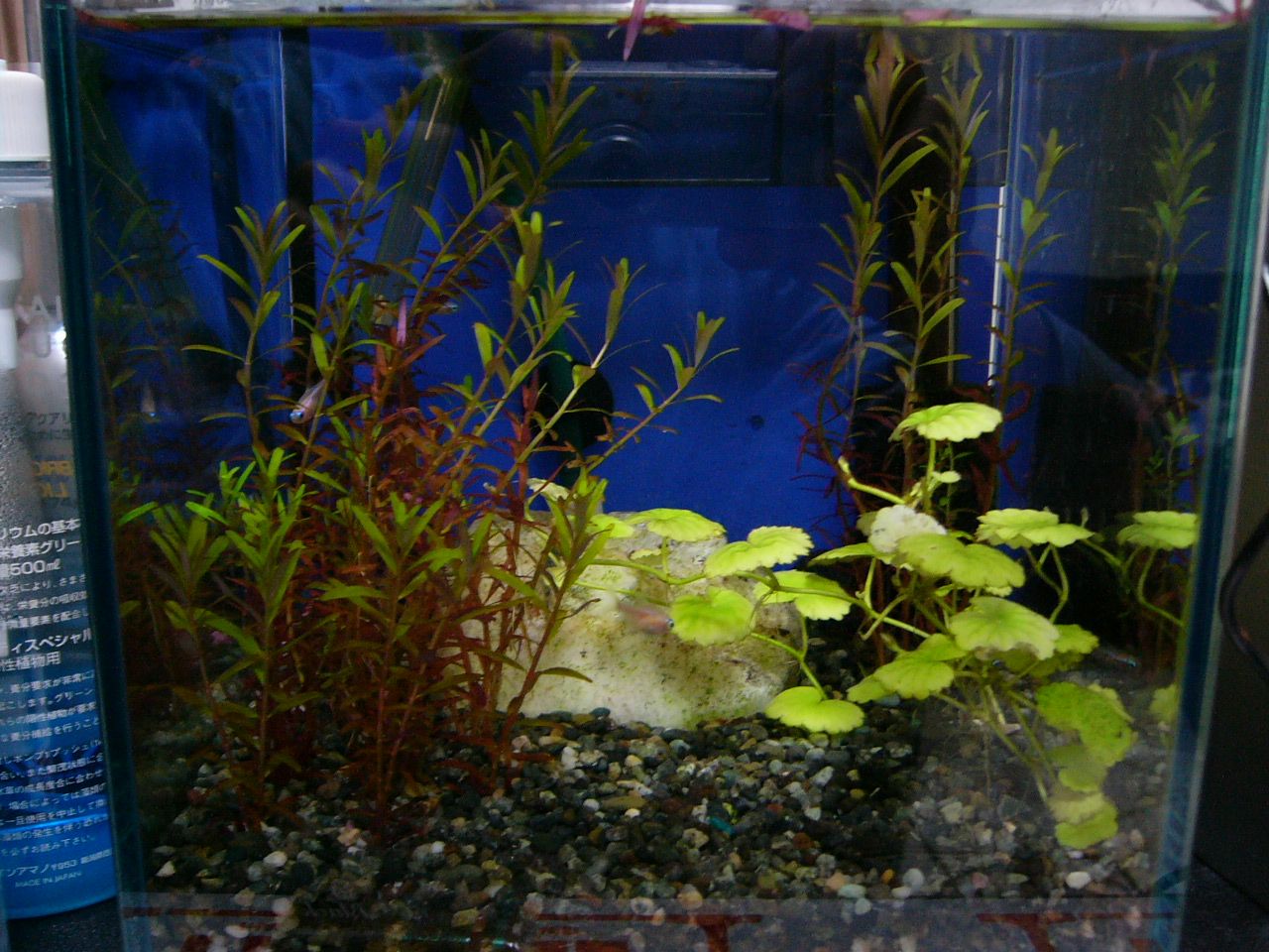 オトシンクルスさようなら