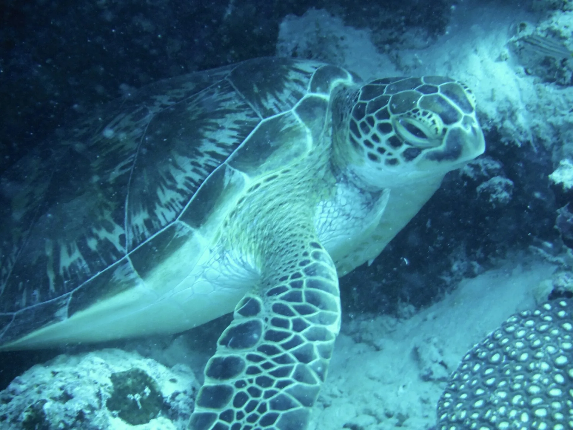海底で寝ているウミガメ