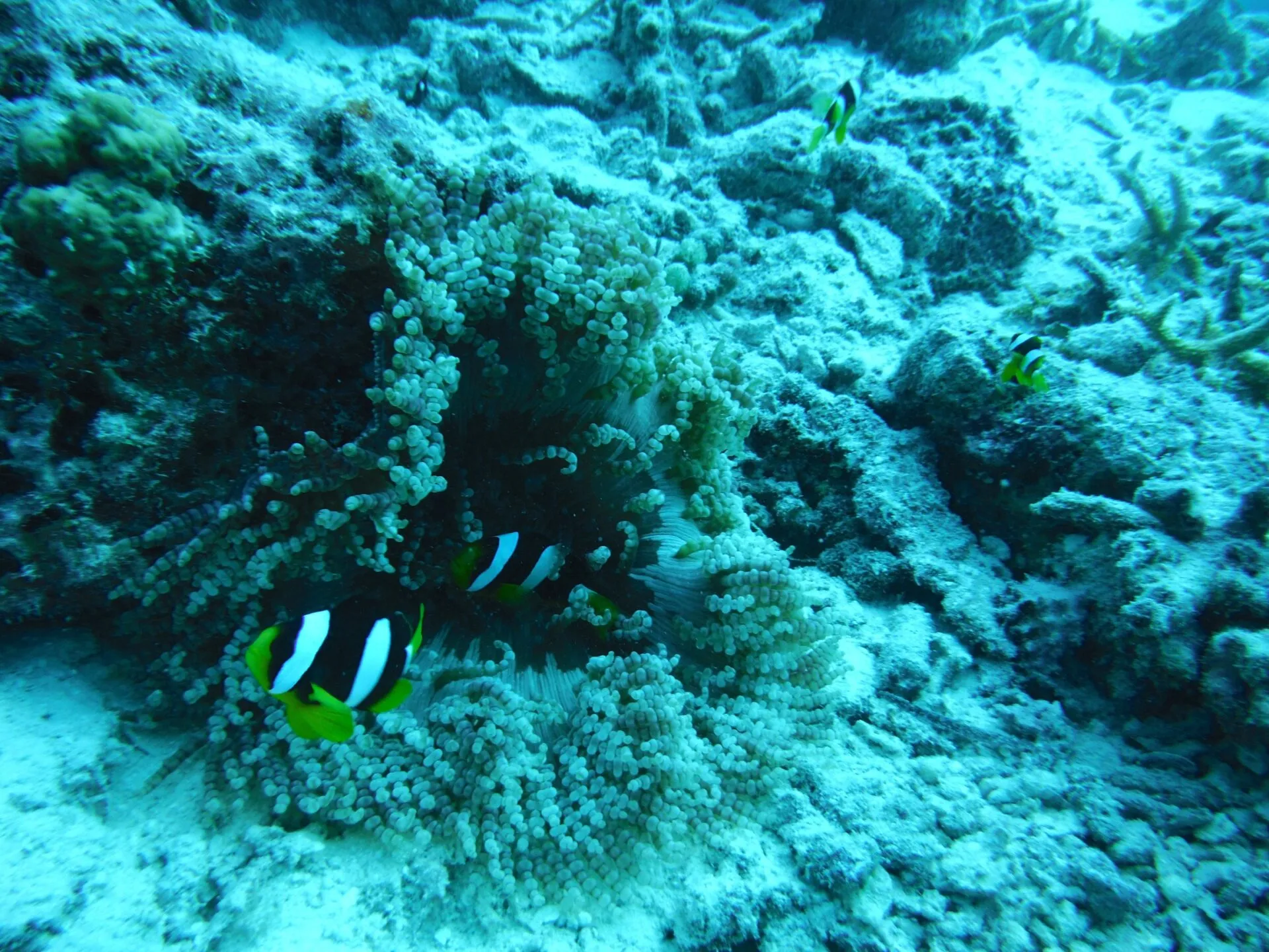 カクレクマノミの仲間