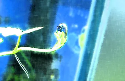 Cover Image of the Post