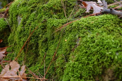 Yosemite National Park